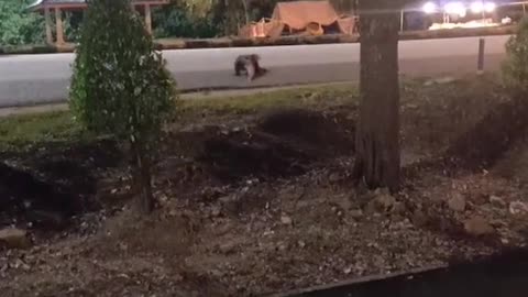 Lizard on street