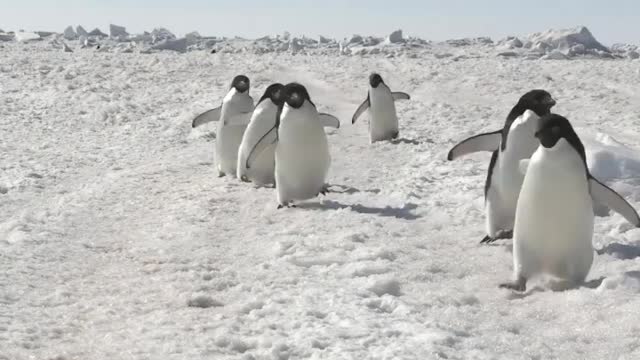 Why do penguins walk in a row