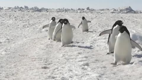 Why do penguins walk in a row