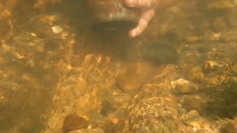 VA Gold On the Creek Rap River July 2008 1