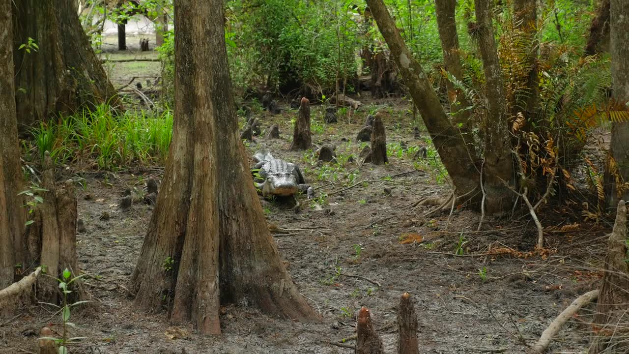 Large Fresh Water Alligator In A Florida Slough Marsh Laying On Ground Between