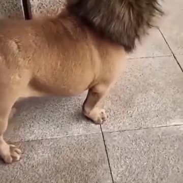 funny dog video laughing,