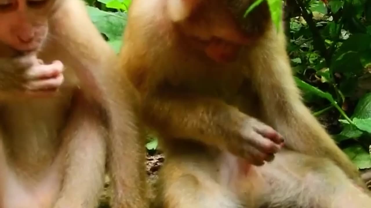 Monkey funny video