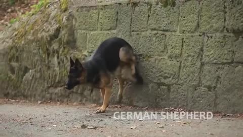 Extreme Trained & Disciplined German Shepherd Dogs