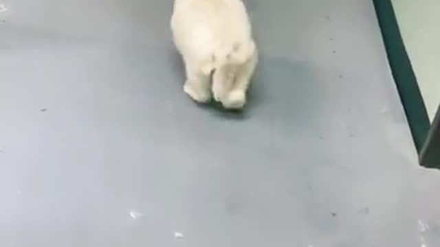 Dancing Dog __#shorts.mp4