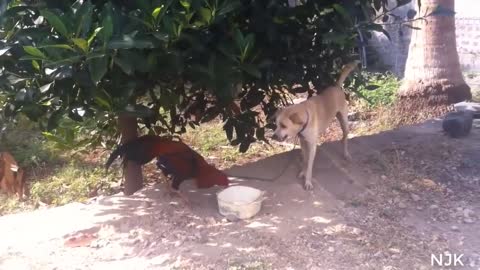 Rooster and dog. When dog run like chicken.