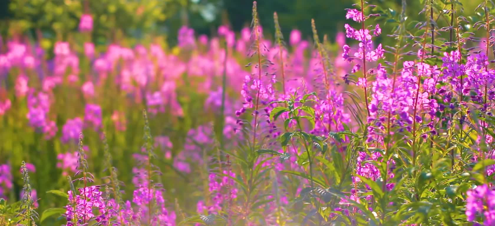 In the sea of flowers