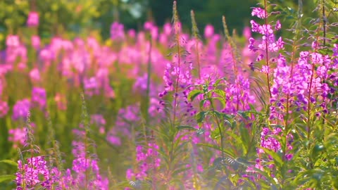 In the sea of flowers