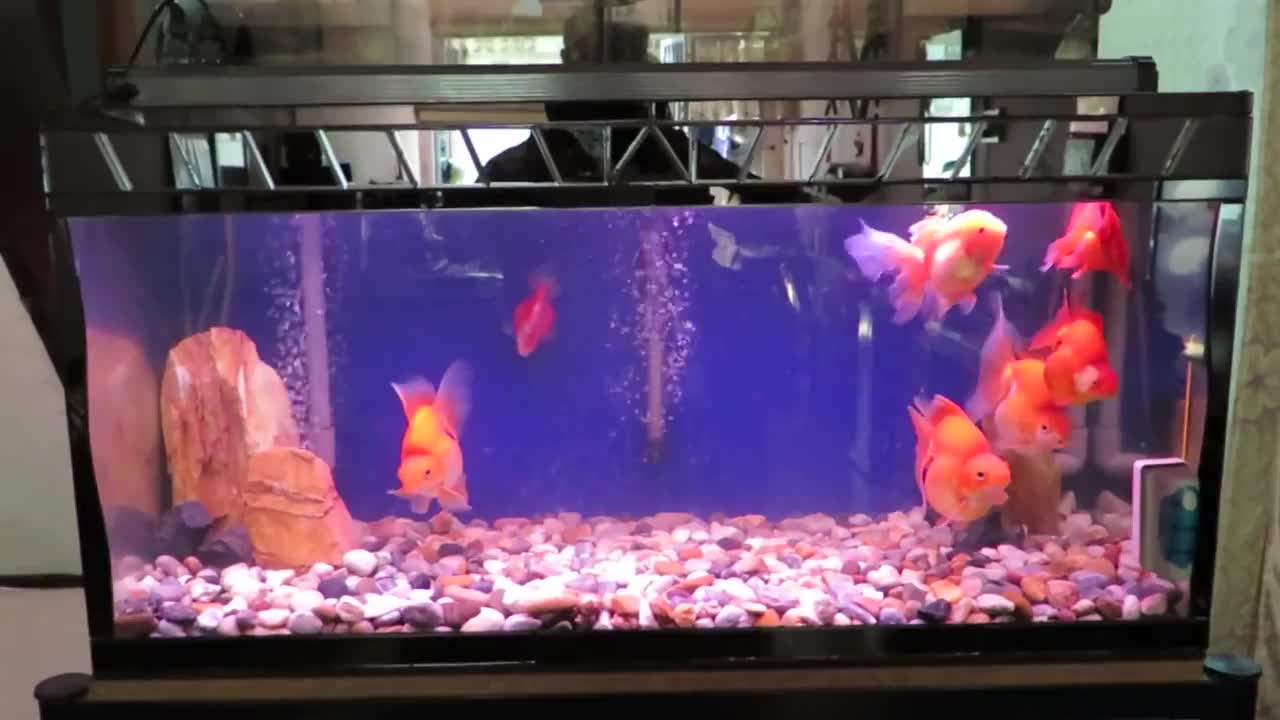 Gold fish aquarium moving