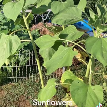 Sunflowers coming along