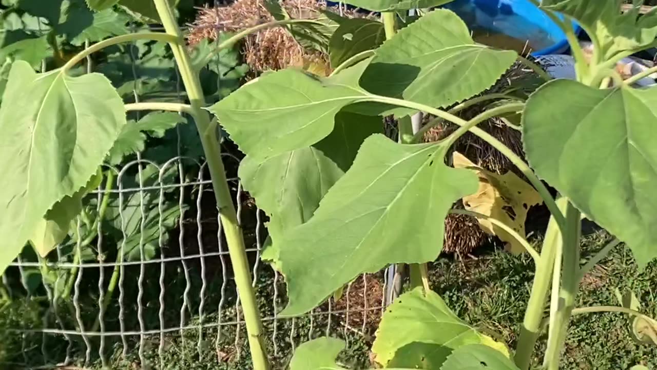 Sunflowers coming along