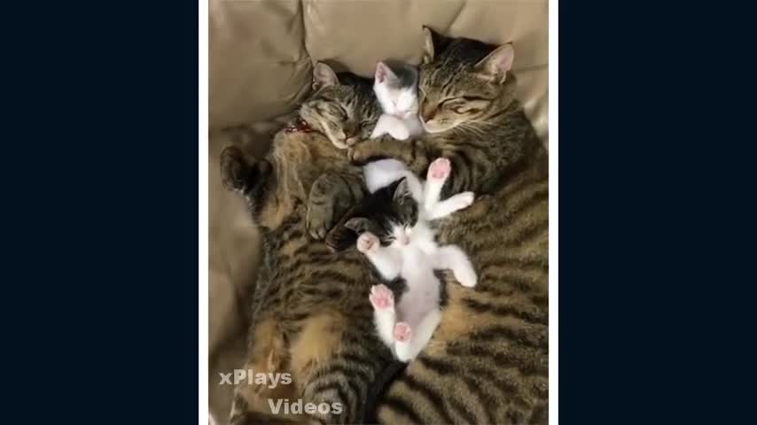 Funniest cats ever