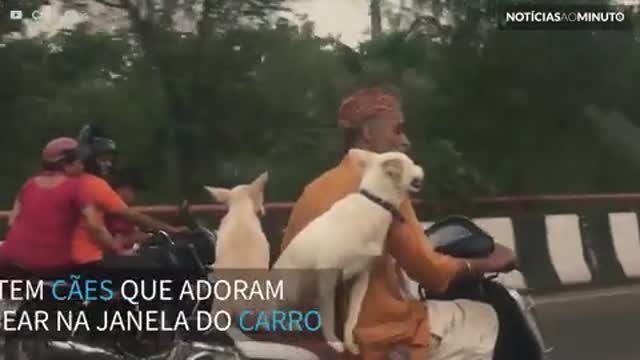 Cães passeiam de scooter com seu dono