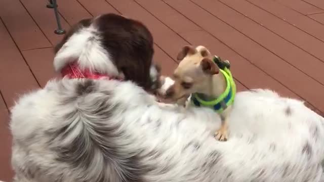 Trudy the chihuahua and Henry the Newfy