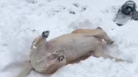 Brown dog rolling around in snow