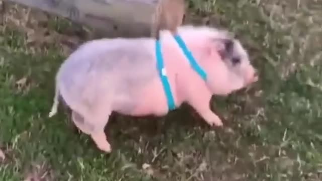 funny sneaky turtle and scratchy piggy