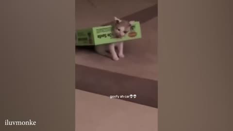 Funny cat video