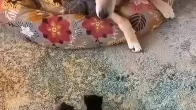 CAT FUNNY CAT and DOG FUNNY VIDEOS
