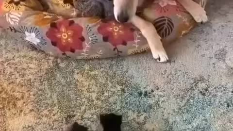 CAT FUNNY CAT and DOG FUNNY VIDEOS