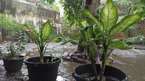 Very Refreshing and Full of Peace, Heavy Rain in a Hilly Village, ASMR Rain Sound Video