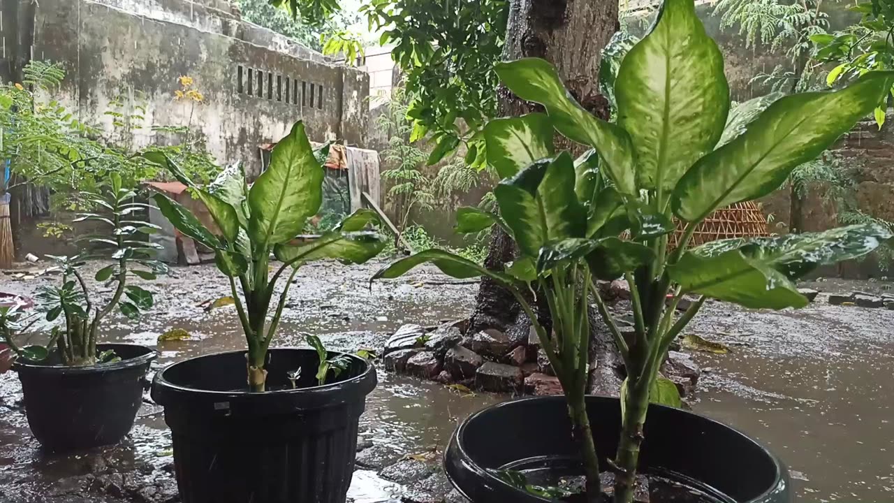 Very Refreshing and Full of Peace, Heavy Rain in a Hilly Village, ASMR Rain Sound Video
