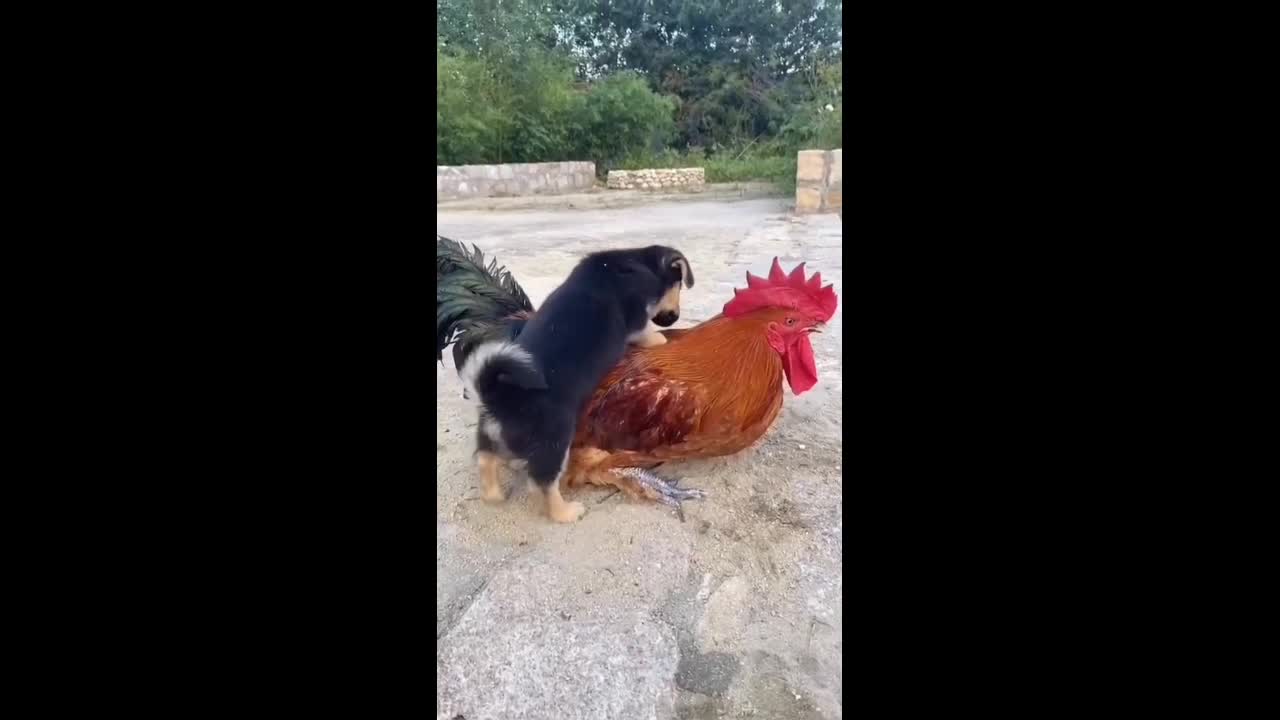 Enjoying With Cute Puppy🐕 And beautiful Cock🐓