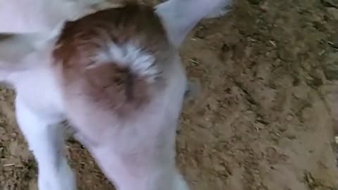 Jai gau mata