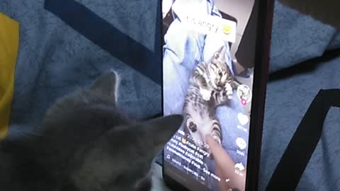 My Cute Kitty watch other kitty