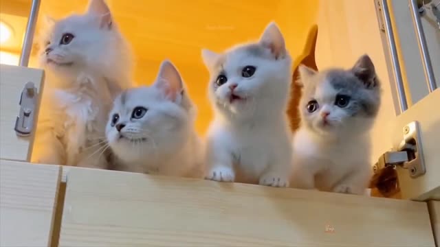 Beautiful baby cats