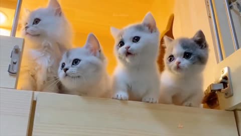 Beautiful baby cats