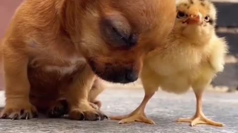 How dog play | puppies play | #dog