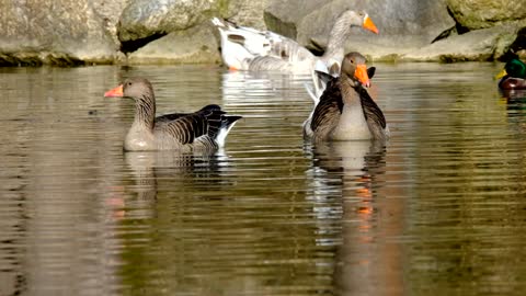 Ganzos hermosos en su habitad 🥰🥰