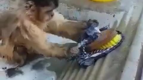 This little monkey knows how to wash clothes better than you