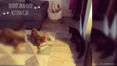 Adorable dogs and cats friends fanny video