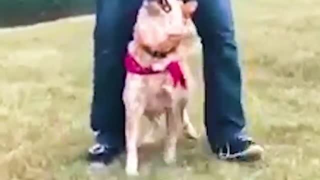 well trained pet make you shock # funny videos of dog #dogvideos