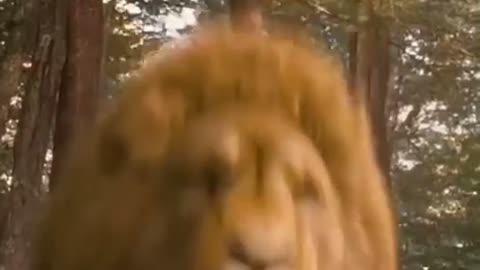 just video lion