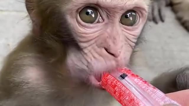 Clear and Lovely Monkey 712(1080P_HD).