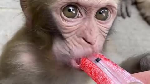 Clear and Lovely Monkey 712(1080P_HD).