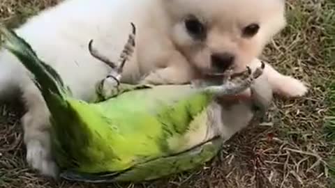 Dogs and parrots playing