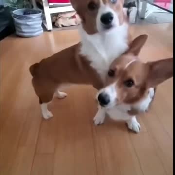 Two Very Funny And Cute Puppies - TikTok Dogs (Funny Animals #385)