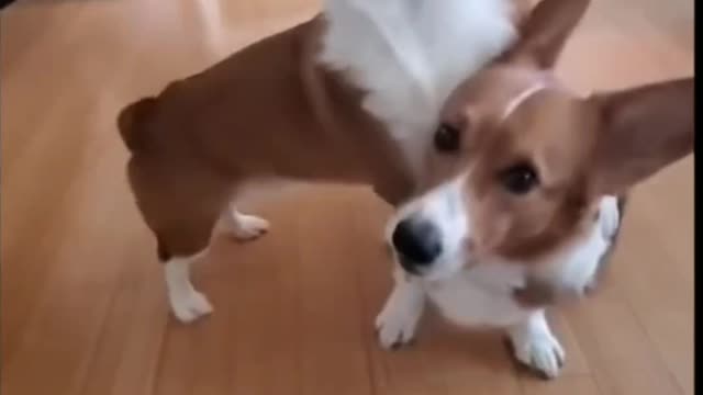 Two Very Funny And Cute Puppies - TikTok Dogs (Funny Animals #385)