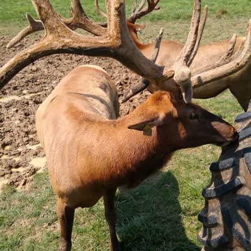 Visiting an elf farm