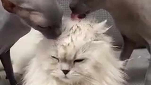 So cute cat and dogs funny video