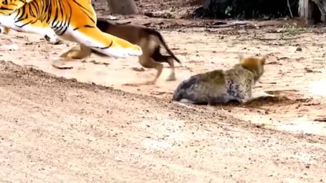 Fake tiger prank with dog and lion laughing