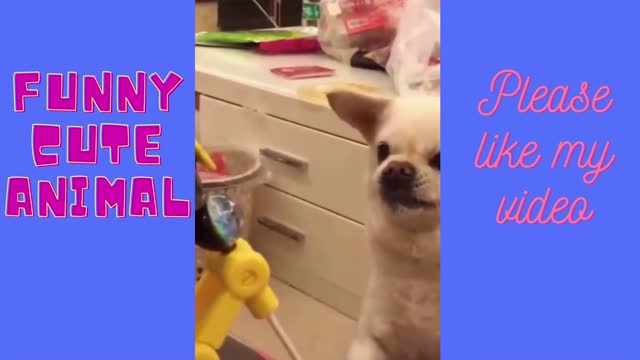 funny animal videos, funny animal videos for kids,