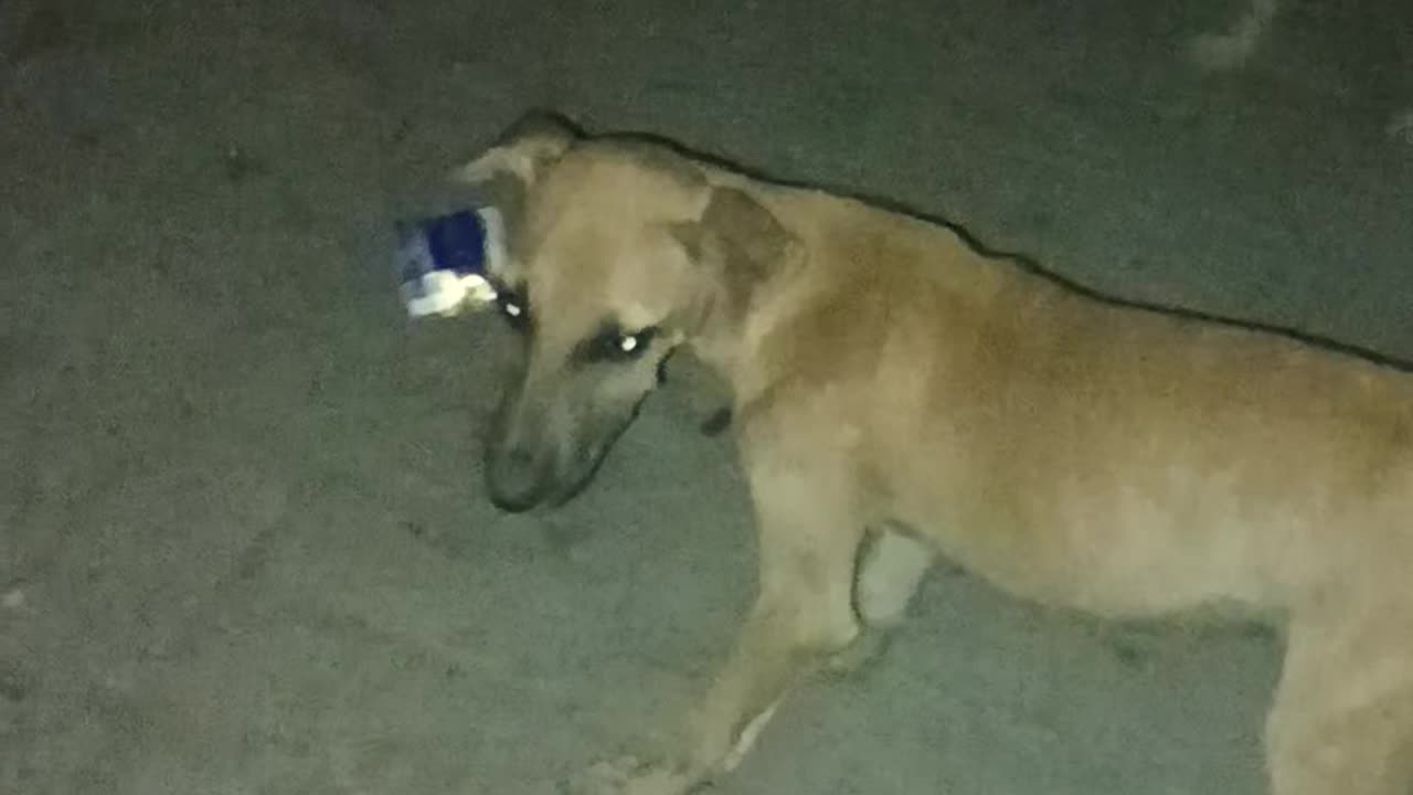 Cute Dog Eyes Shinning In Night