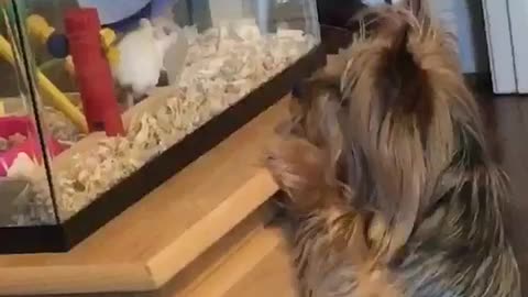 Small brown dog stands on hind legs to look at white hamster