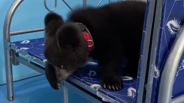 Super cute little fat bear