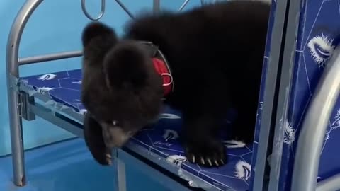 Super cute little fat bear