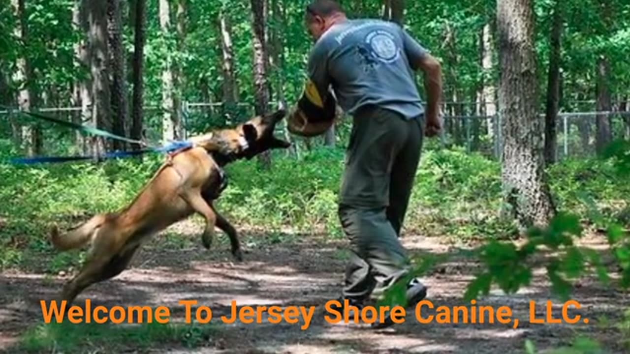 Jersey Shore Canine, LLC. - #1 Dog Obedience Training in Jersey Shore